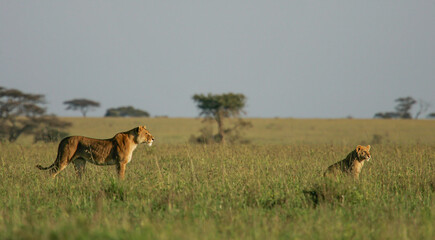 African Lion (Panthera leo) female with cub scanning the savanna, Serengeti National Park; Tanzania