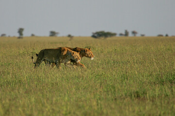 African Lion (Panthera leo) two female lions walking in savanna, Serengeti National Park; Tanzania