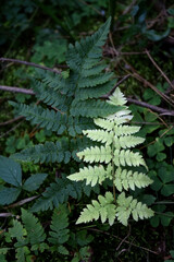 evergreen forest fern