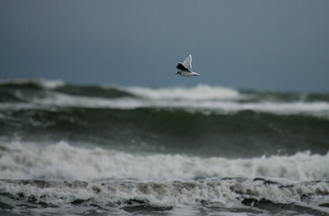 Little Gull (Hydrocoloeus minutus) flying, Baltic Sea, Germany