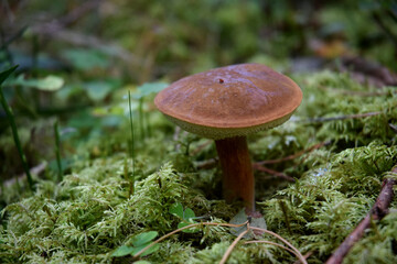boletus mushroom natural