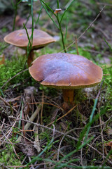 boletus mushroom natural