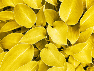 Colors yellow and gray, Color of the year of 2021 Illuminating. Big leaves background