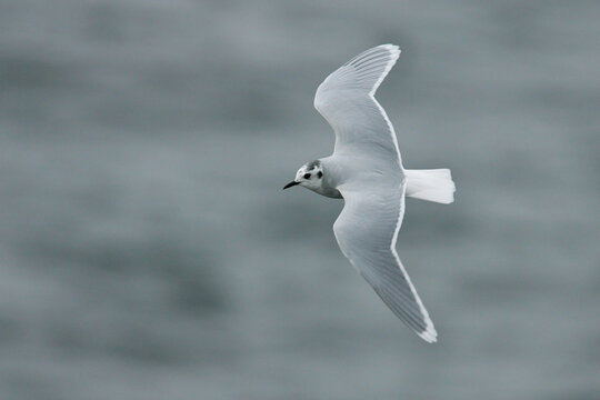 Little Gull (Hydrocoloeus minutus) flying, Baltic Sea, Germany