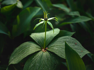 Dark flower of paris herb, medicinal plant, growing in a shady woodland, closeup with selective focus