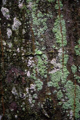 Obraz premium Mossy bark of a tree