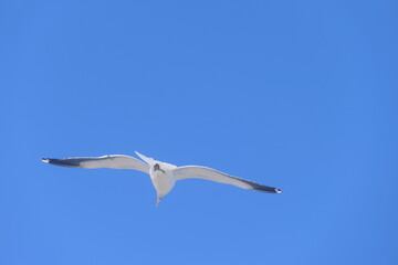 Südliche Dominikanermöwe, Larus dominicanus vetula, Port Elizabeth, Südafrika