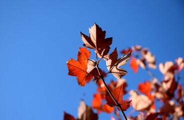 Colorful autumn leaves