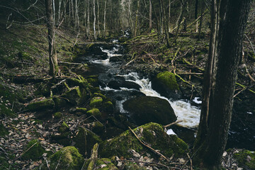 stream in the forest