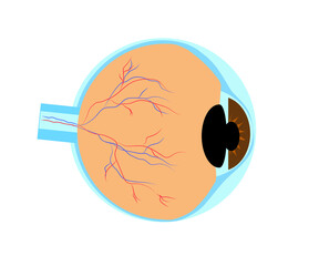 Anatomical structure of the human eye. Symbol. Vector illustration.