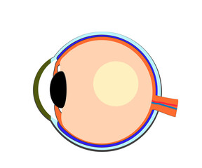 The structure of the eye on a white background. Cartoon. Vector illustration.