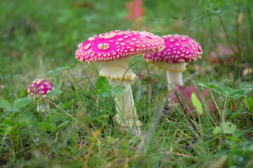 Abstract coloured toadstool fairy tale