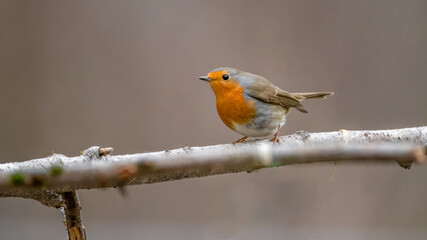 bird, robin, ast, wild lebende tiere, natur, baum, rot, tier, wild, schnabel, rotkehlchen