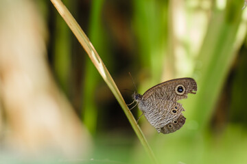 Fototapeta premium Butterfly with a pattern of gray (Rhopalocera) perches on a rice leaf in the morning sun against a beautiful, smooth blurred background.