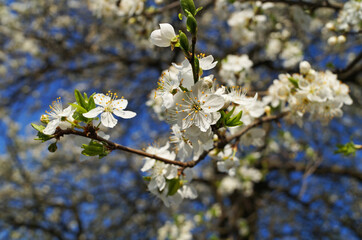 Blossoming cherry branch with delicate white flowers and green leaves against the blue sky on a spring day