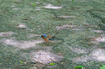 Chaffinch bird with blue, red, gray, black and white feathers sits in the park on a summer sunny day