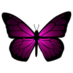 pink butterfly isolated on white