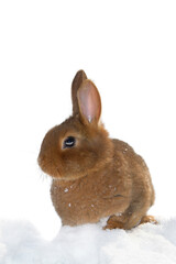 Rabbit in the snow isolated on white background