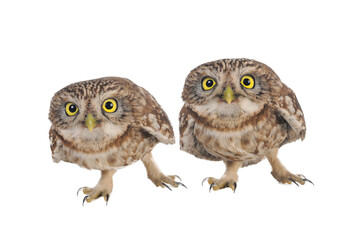 two Little Owl (Athene noctua) isolated on white background