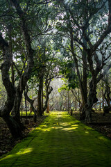 Malang, Indonesia (12-25-2020) - photo of a road and trees in the middle of a tomb in Malang city