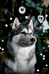 Black-and-white Huskies on a concept of Christmas Eve. against the background of a Christmas tree and a side festive fires.