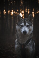 Siberian Husky in the forest at sunset, wolf eyes