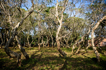 Malang, Indonesia (12-25-2020) - photo of trees in one of the graves of residents in Malang