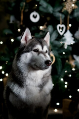 Siberian Huskies on a concept of Christmas Eve. Festive background, Concept of Christmas and new year