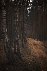 Obraz premium The road through the forest to its end