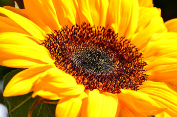 Sunflower (Helianthus annuus), background