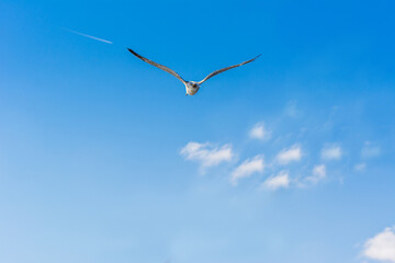 Fototapeta na wymiar Seagull frying against blue sky in the Bosphorus strait, Istanbul, Turkey