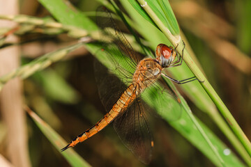 A red dragonfly (Sympetrum flaveolum) perched on a leaf of a rice plant in a paddy field. Anisoptera, an insect that has multifaceted eyes.