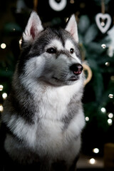 Black and white siberian husky on Christmas eve concept. Two years old adorable doggy on the over the bokeh effect festive lights .