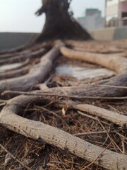 Dry tree roots snake like