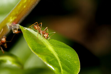 Close up red ant on green leaf in nature at thailand