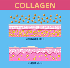 Collagen , Protection Skin ,  skin and aging  vector design.