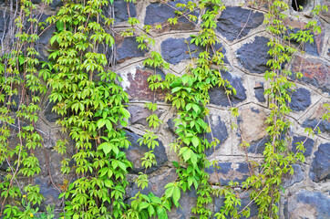 Wild grapes with green bright leaves weave along a tall stone gray wall on a sunny spring day