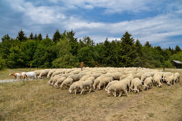 Obraz premium Schafe im Nationalpark Hainich