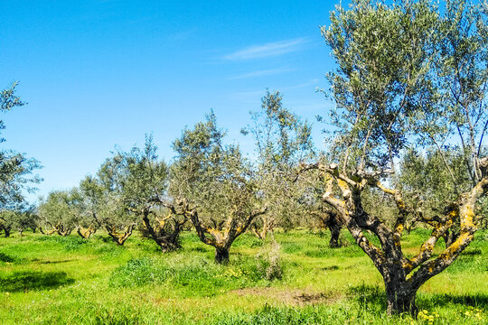 olive grove with pruned olive trees in a row with green grass in the Peloponnesos, Greece