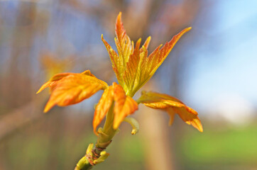 Maple branch with young only blossoming leaves of light green and red-yellow color on a spring sunny day