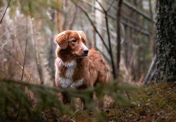 Toller