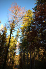 Waldspaziergang in Schaan in Liechtenstein 14.11.2020