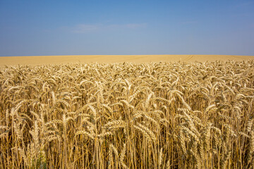 Naklejka premium golden wheat field with bleu sky, just before harvest, in the Champagne region, France 
