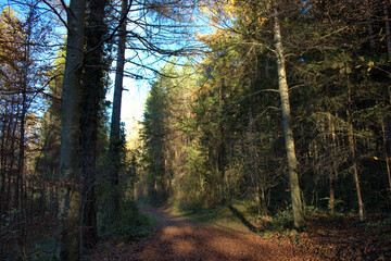 Waldspaziergang in Schaan in Liechtenstein 14.11.2020