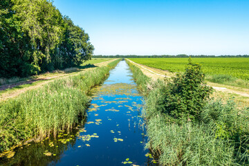 Ditch with waterplants en reed near Vriescheloo, with trees, fields  and paths on both sides, converging to the horizon