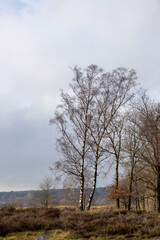 Winter barren tree in natural park the Veluwe in the hills of the Posbank area with dramatic overcast cloud blanket