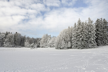 Wonderful winter landscape with snow covered field and forest in the background.