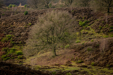 Barren Winter Tree in Moorland with its foliage leafs withering away beneath her on the soil marking its place among the heather hills