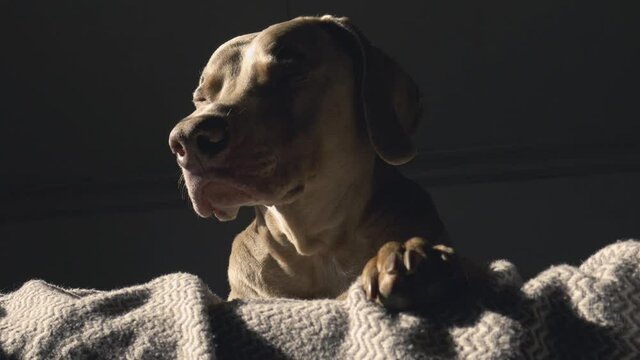 Sleepy weimaraner dog wakes up to bright sunlight in the bedroom.  Tired dog tries to keep his eyes closed as the morning sun comes in through the window.