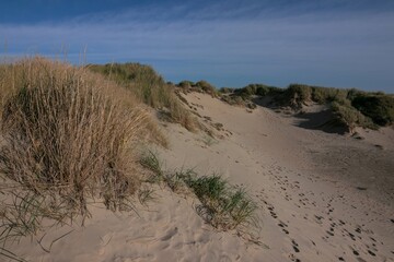 sand dunes with beach grass